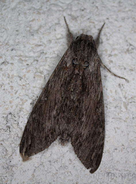 Agrius convolvuli - szulákszender