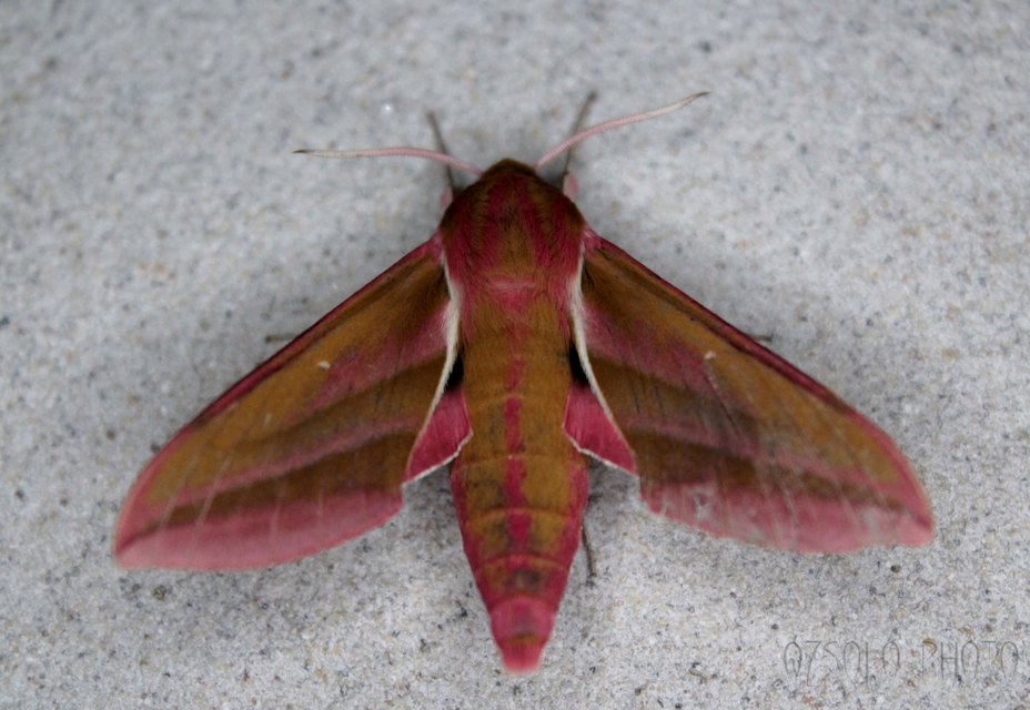 Deilephila elpenor - szőlőszender