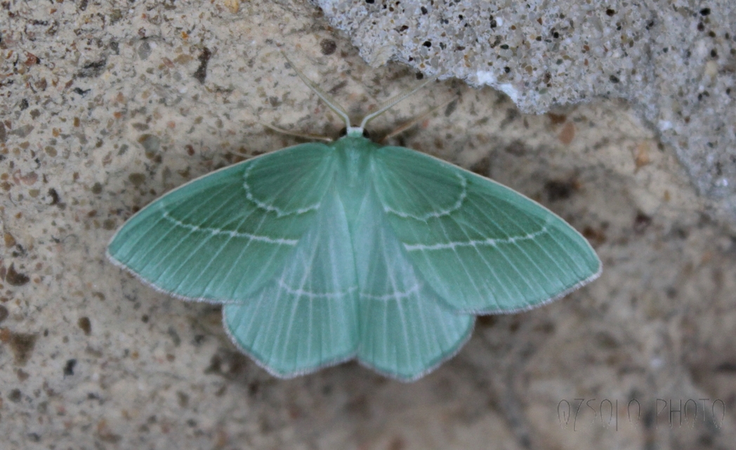Hemistola chrysoprasaria - kékes zöldaraszoló