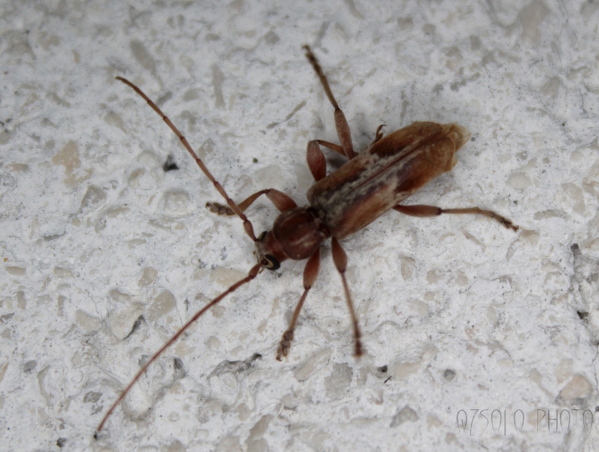 Trichoferus pallidus - sápadt éjicincér