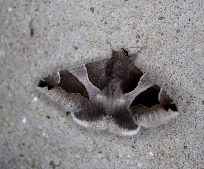 Dysgonia algira - déli porcelánbagoly
