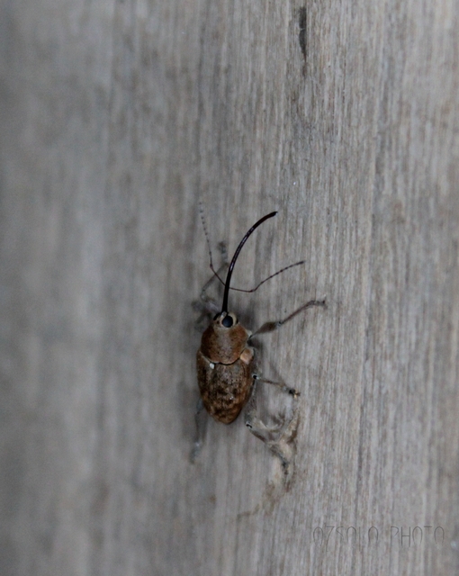 Curculio glandium - tölgymakkzsuzsóka