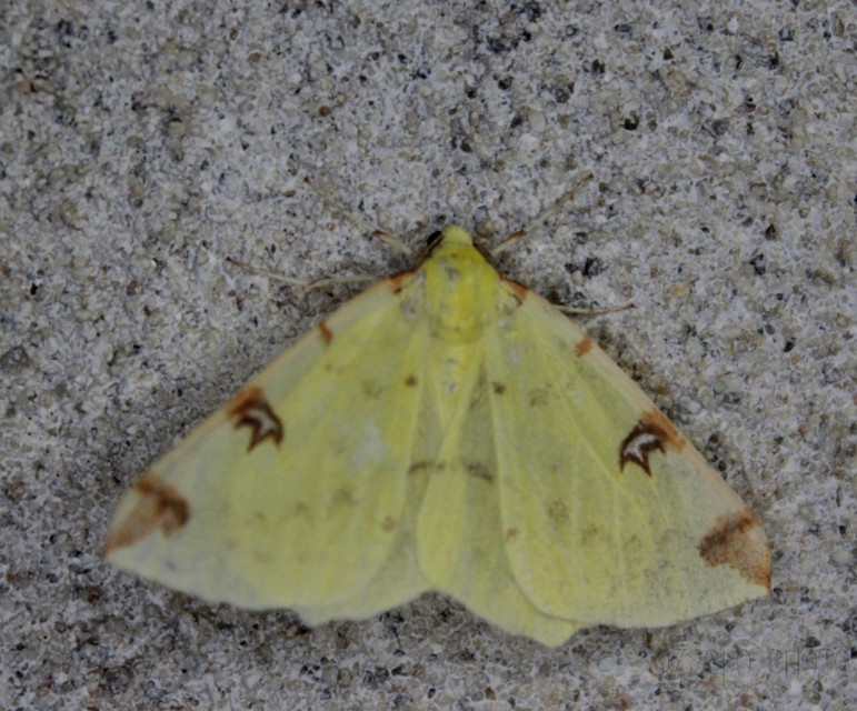 Opisthograptis luteolata - citromsárga araszoló