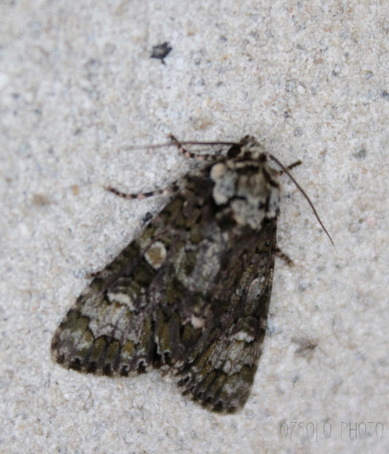Craniophora ligustri - fagyalbagoly