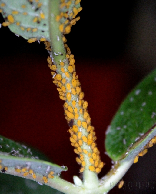Aphis nerii - oleander-levéltetű