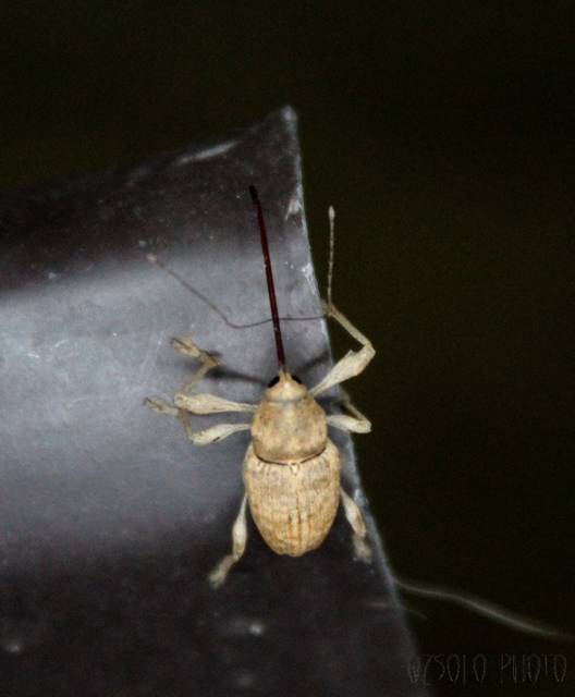 Curculio elephas - gesztenyezsuzsóka