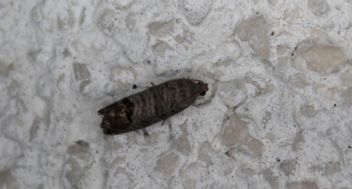 Cydia pomonella - almamoly