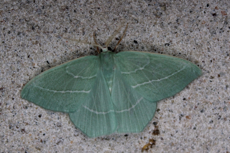 Hemistola chrysoprasaria - kékes zöldaraszoló