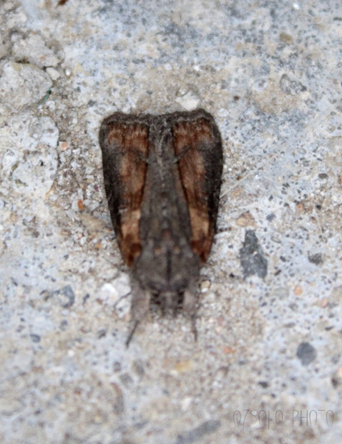 Bryophila raptricula/felina