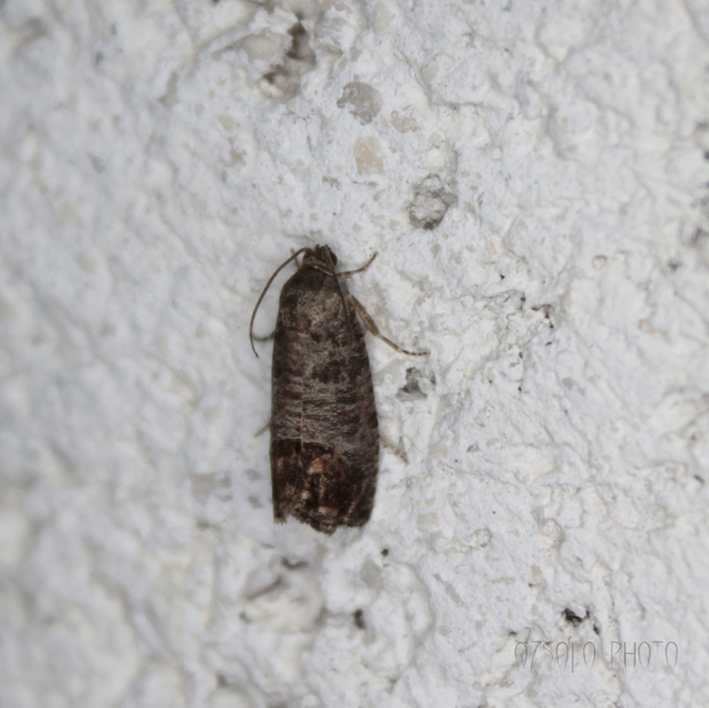 Cydia pomonella - almamoly