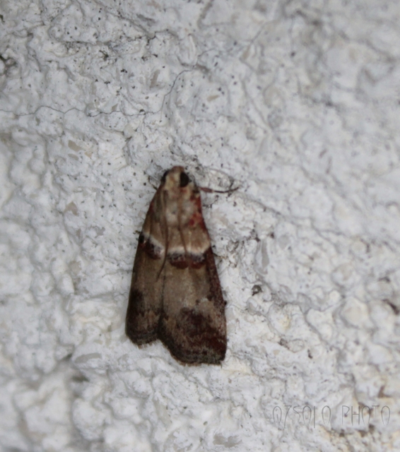 Acrobasis tumidana - bordás karcsúmoly