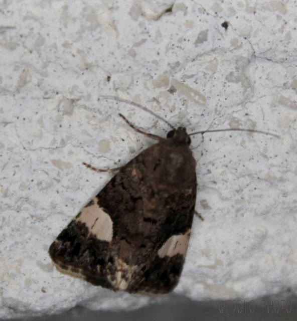 Tyta luctuosa - fekete nappalibagoly
