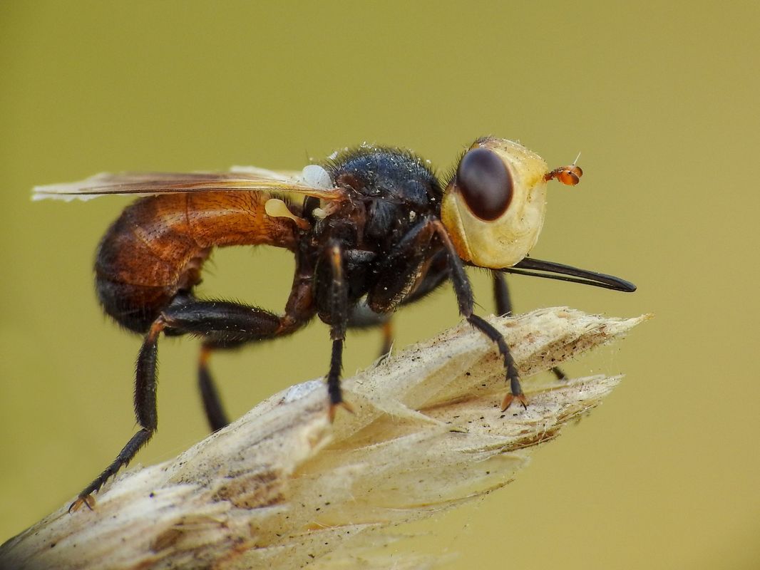 Melanosoma bicolor