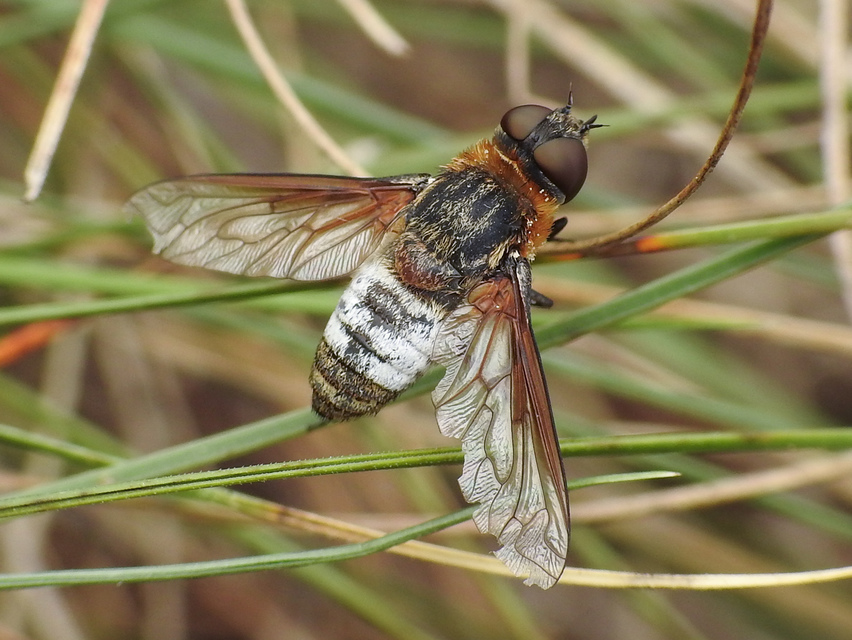 Exoprosopa dispar