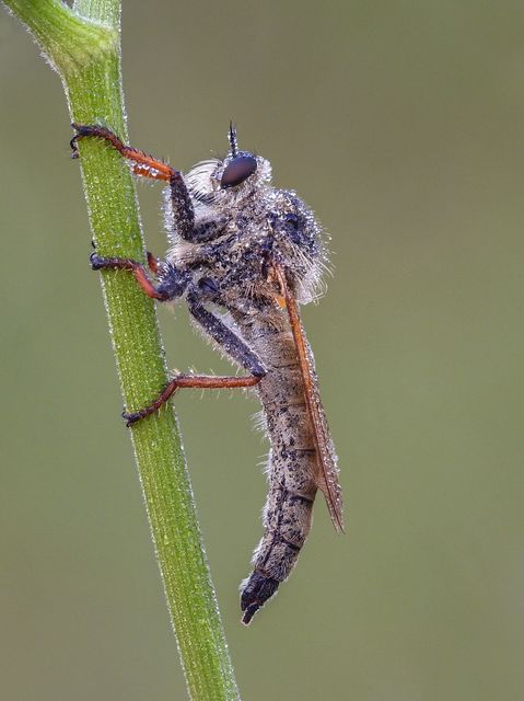Echthistus rufinervis