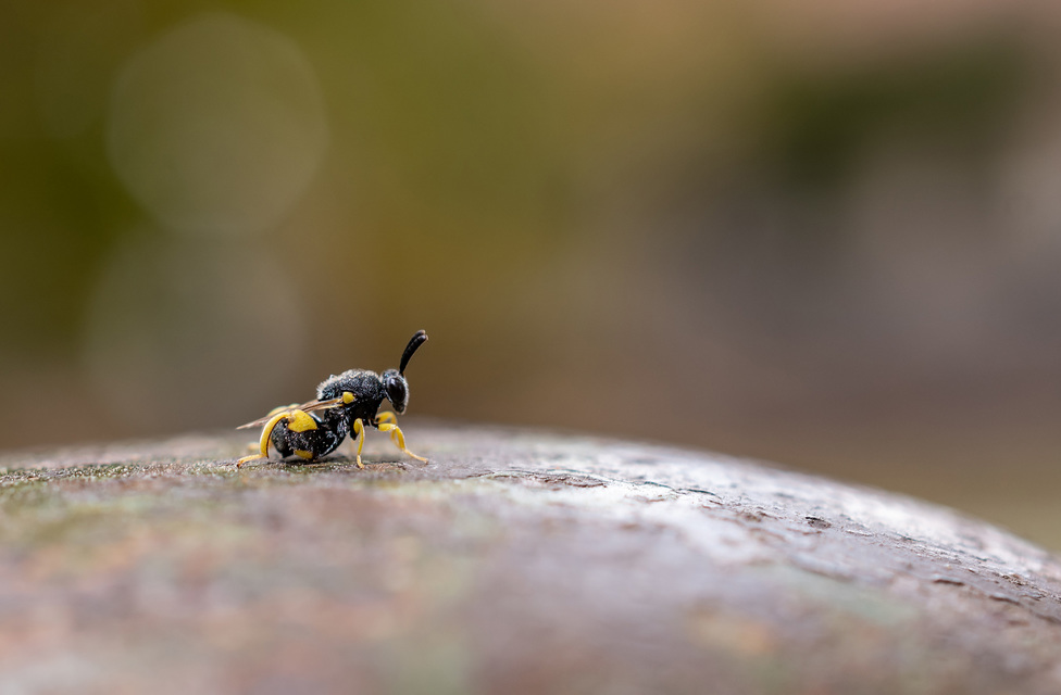 Chalcididae - vastagcombú fémfürkészek