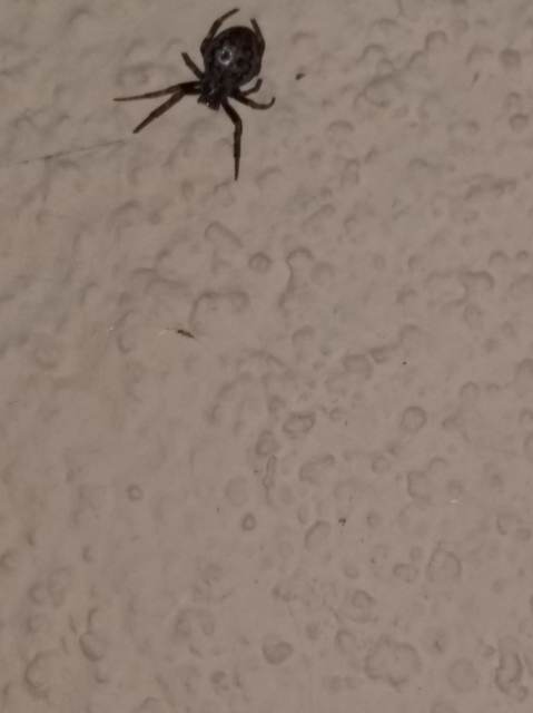 Nuctenea umbratica - közönséges rés-keresztespók
