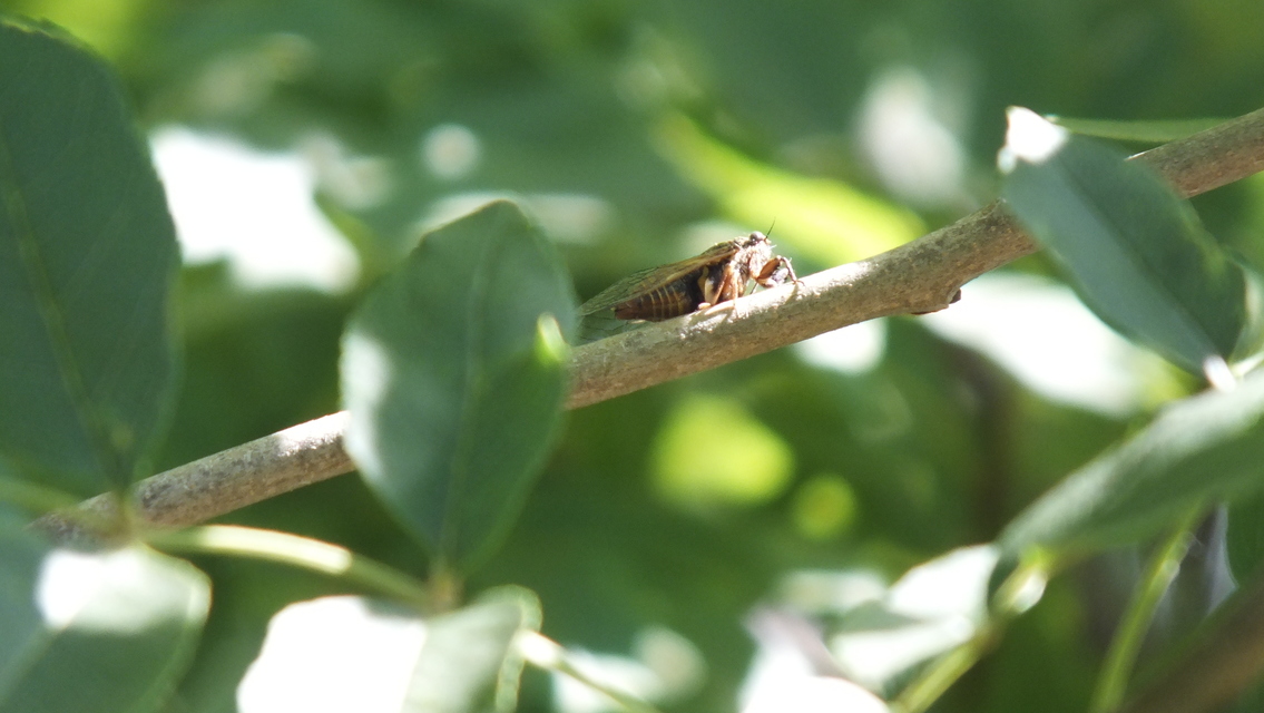 Cicadidae - énekeskabócák