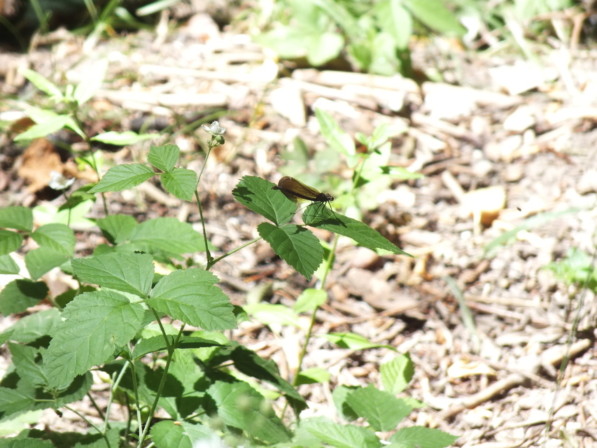 Calopteryx virgo - kisasszony-szitakötő