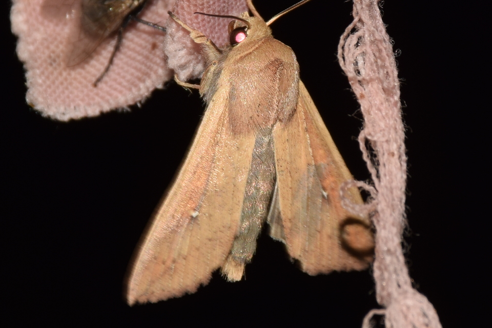 Mythimna unipuncta - hordabagoly