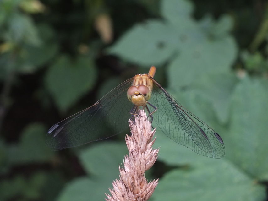 Sympetrum meridionale - fakó katona-szitakötő