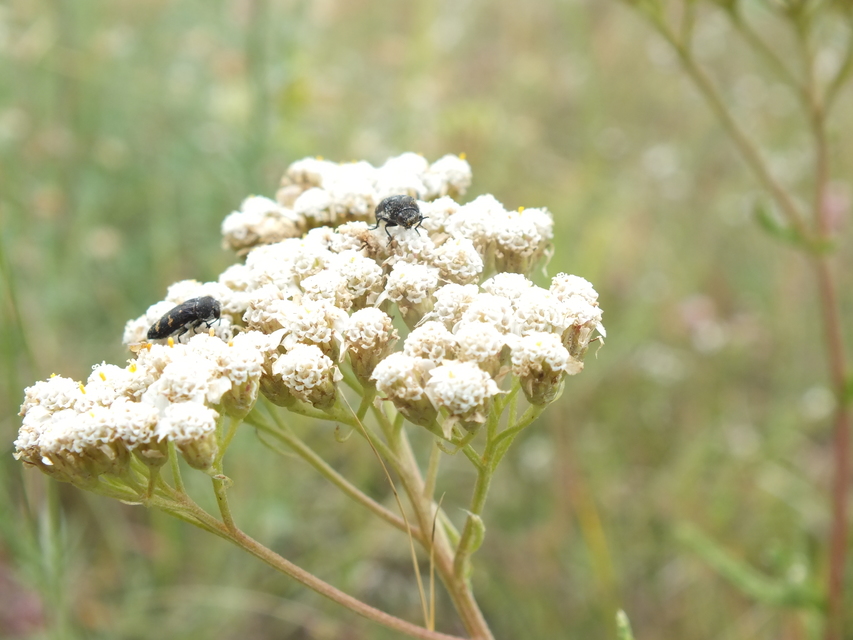 Acmaeoderella flavofasciata - sárgacsíkos zömökdíszbogár