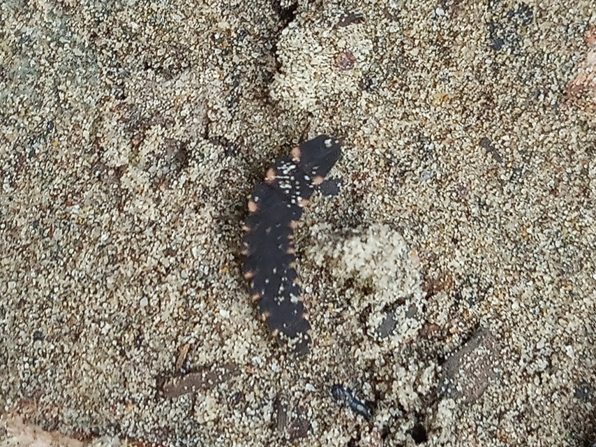 Lampyris noctiluca - nagy szentjánosbogár