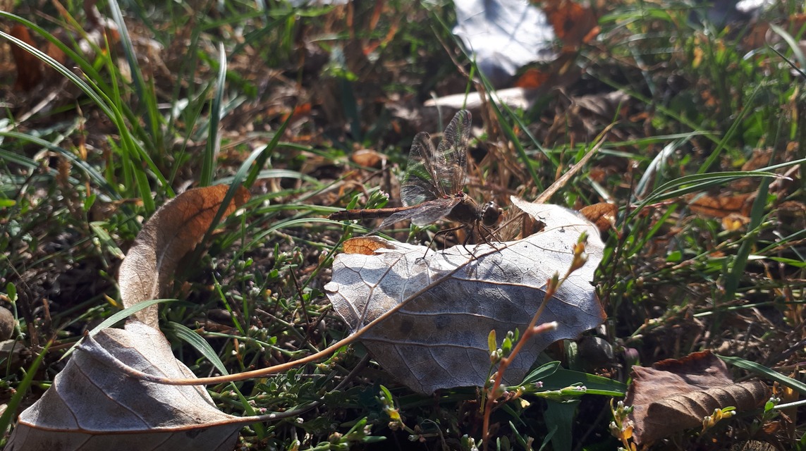 Sympetrum striolatum/vulgatum