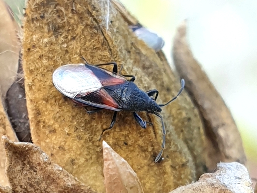 Oxycarenus lavaterae - hársbodobács