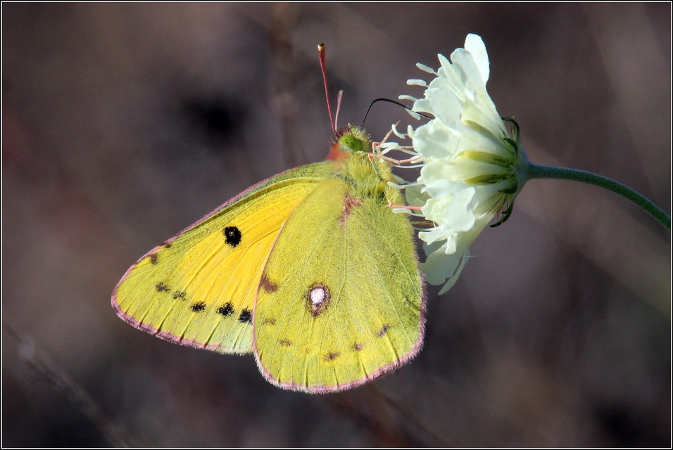 Colias croceus - sáfránylepke