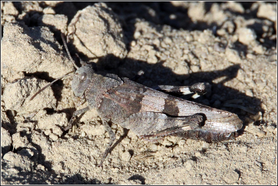 Oedipoda caerulescens - kékszárnyú sáska