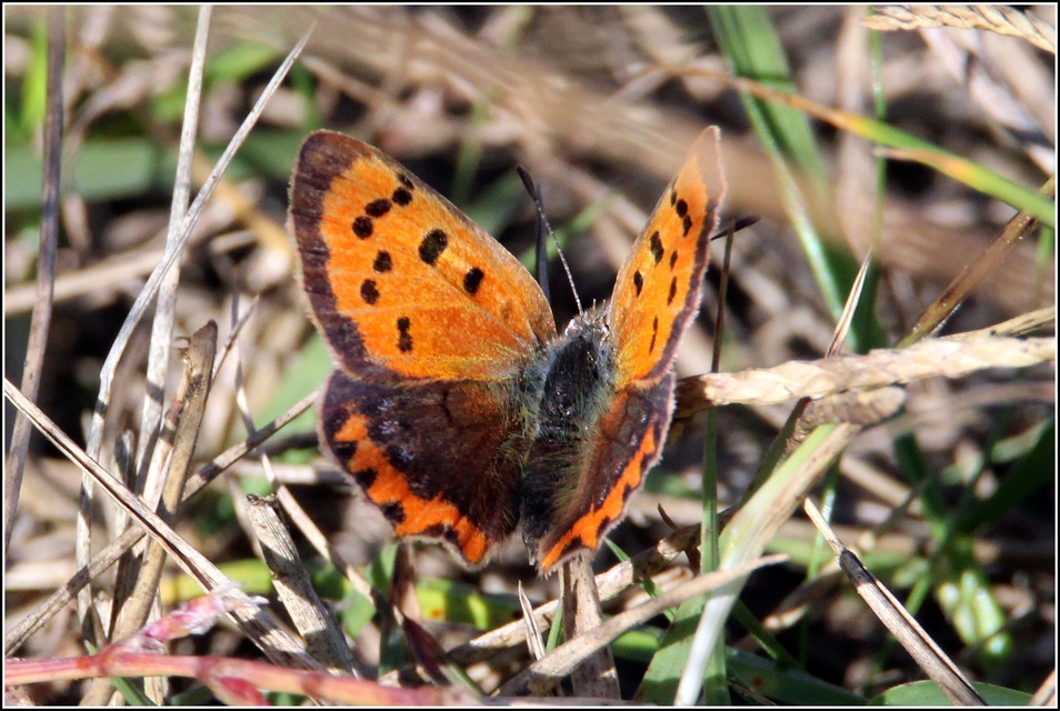 Lycaena phlaeas - közönséges tűzlepke