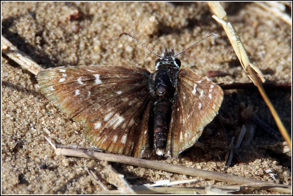 Pyrgus armoricanus - feles busalepke