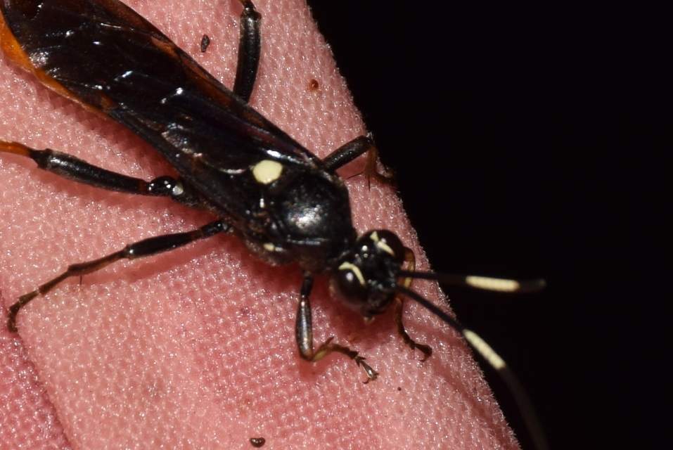 Tóth Norbert találata valódi fürkészdarazsak Ichneumonidae