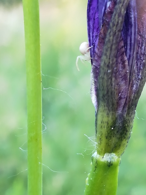 Misumena vatia - viráglakó karolópók