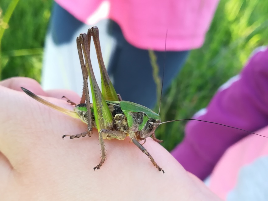 Decticus verrucivorus - szemölcsevő szöcske