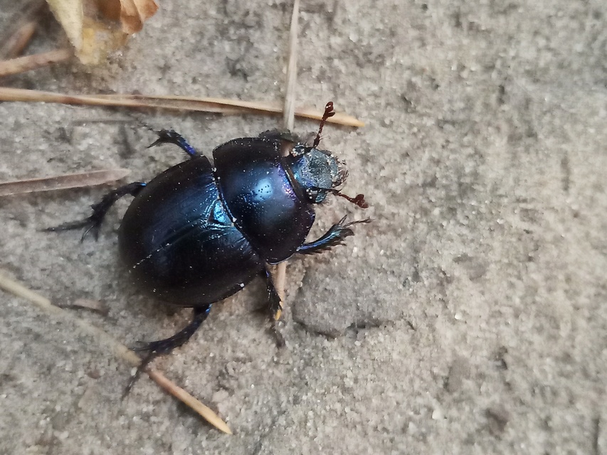 Anoplotrupes stercorosus - erdei álganéjtúró
