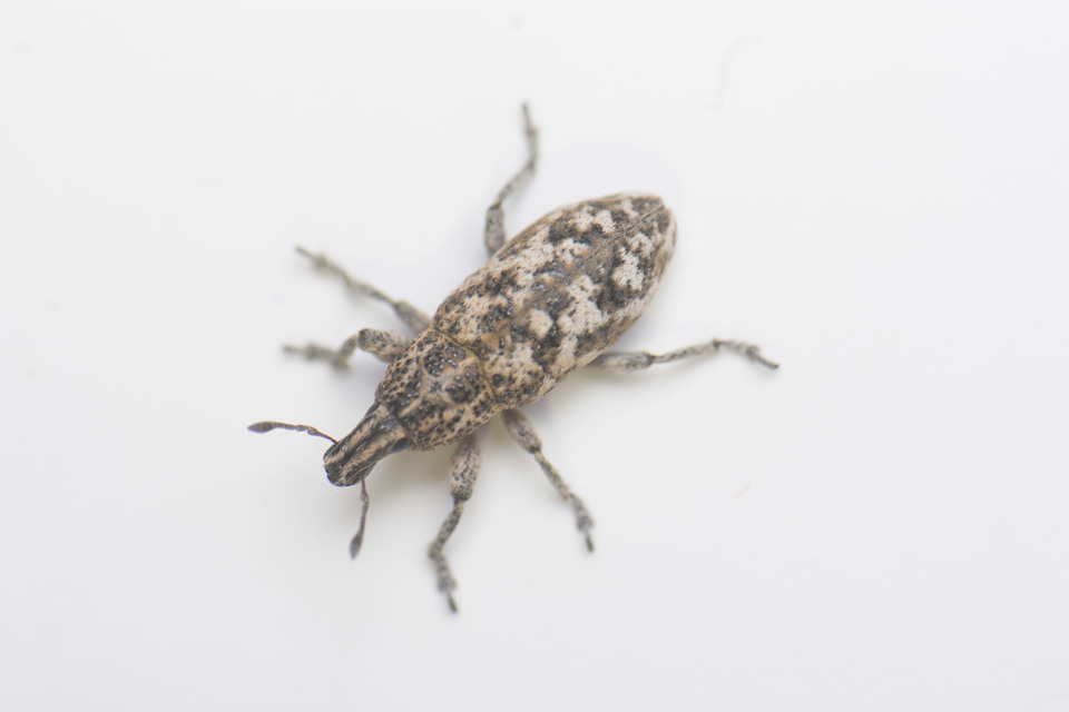Cyphocleonus dealbatus - márványos barkó