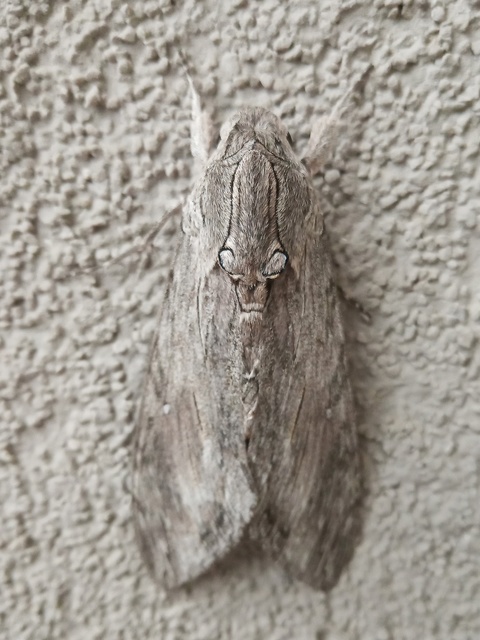Agrius convolvuli - szulákszender