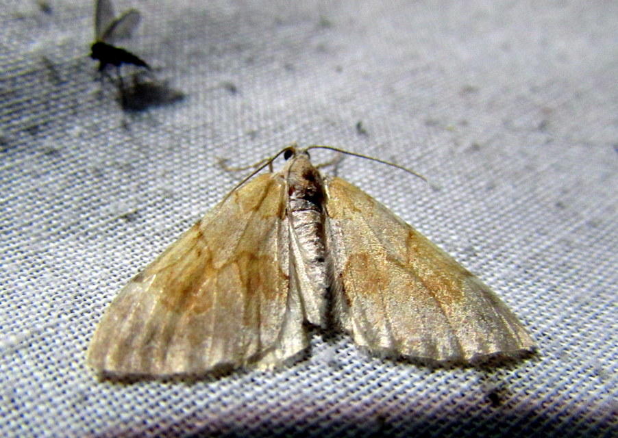 Pennithera firmata - sárgásvörös fenyőaraszoló