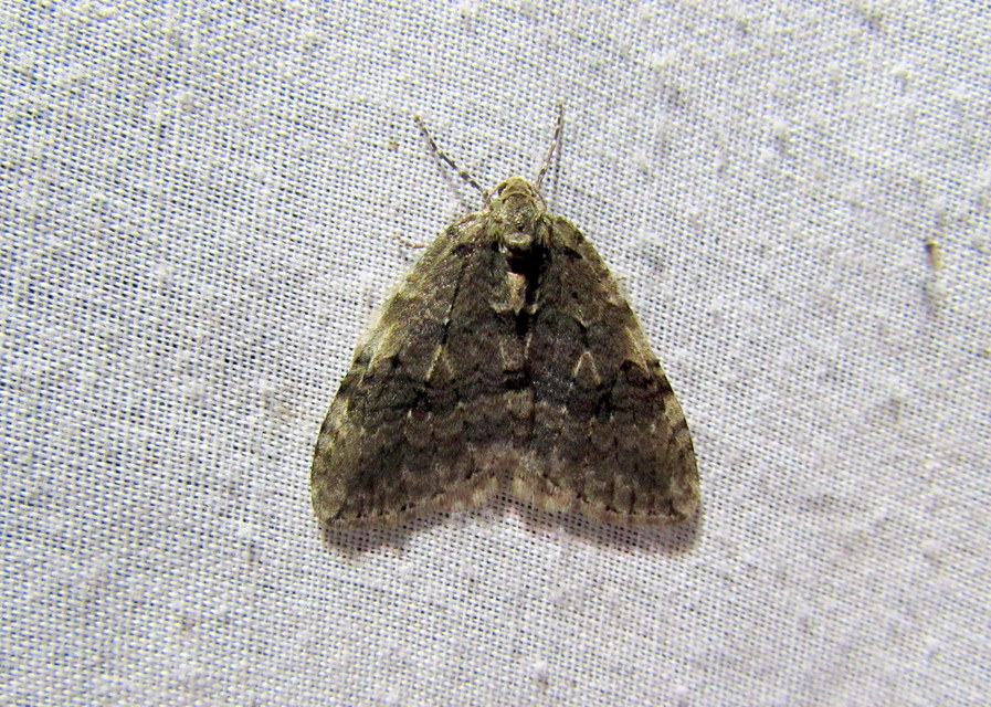 Epirrita christyi/dilutata