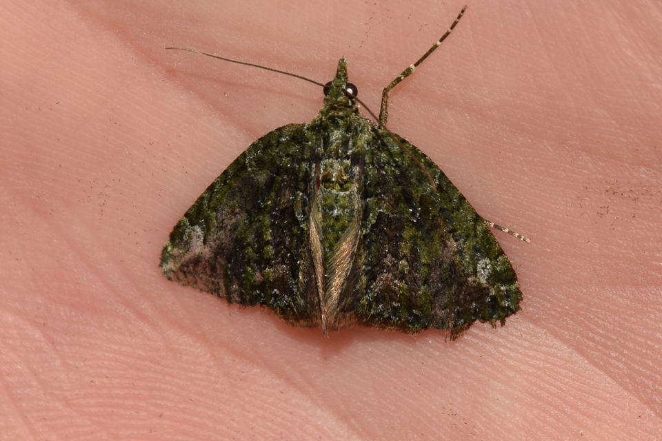 Chloroclysta siterata - salátazöld araszoló