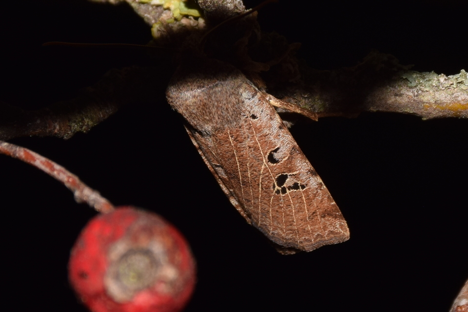 Conistra rubiginosa - szürke télibagoly