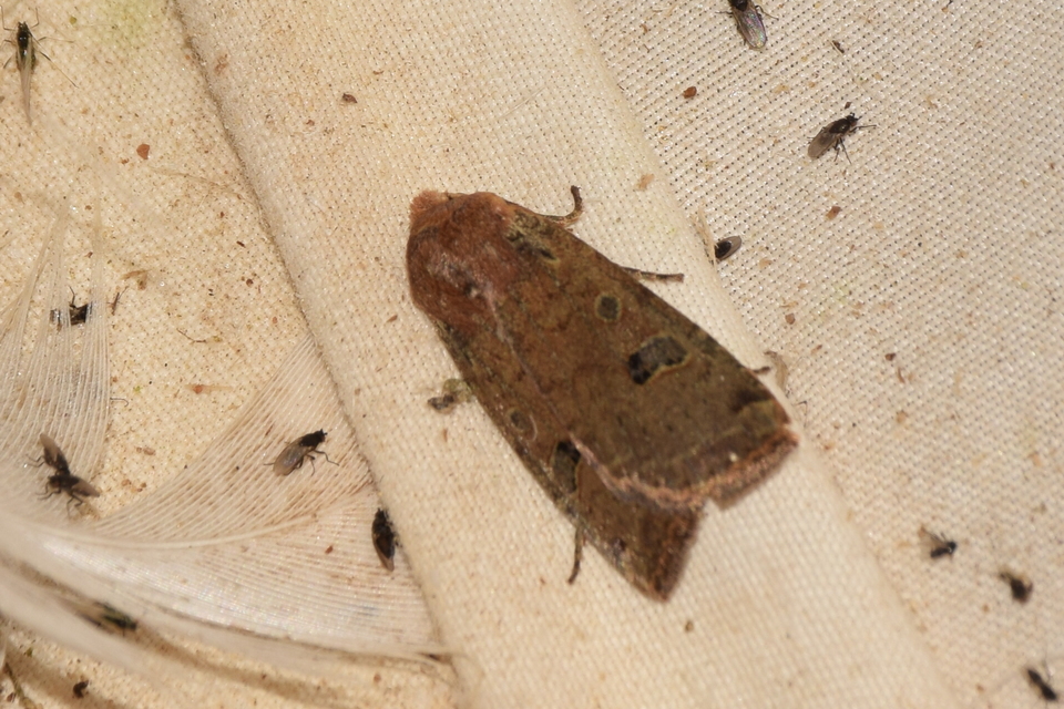 Conistra erythrocephala - vörösfejű őszibagoly