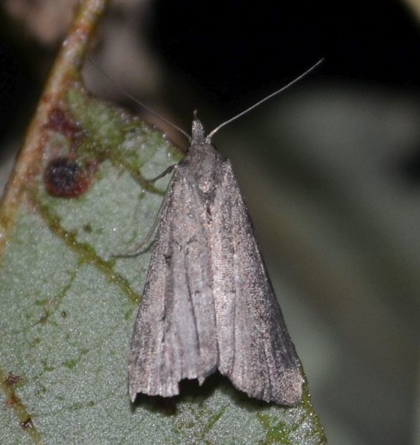 Schrankia costaestrigalis - keskenyszárnyú karcsúbagoly