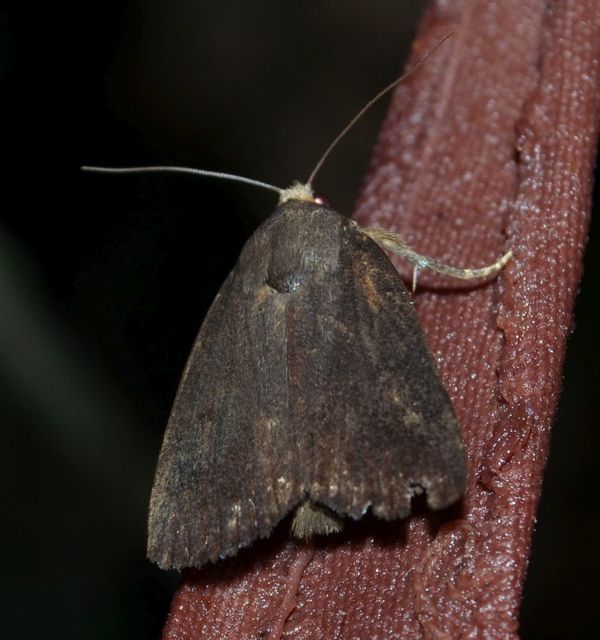 Amphipyra livida - zsírfényű bagoly