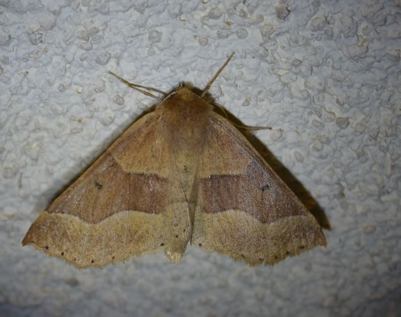 Crocallis tusciaria - barna sávosaraszoló