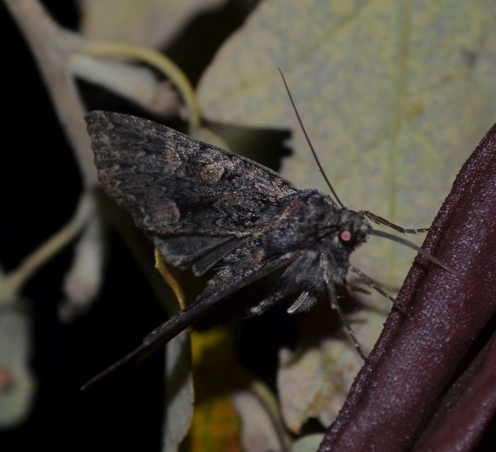 Blepharita satura - őszi porfírbagoly