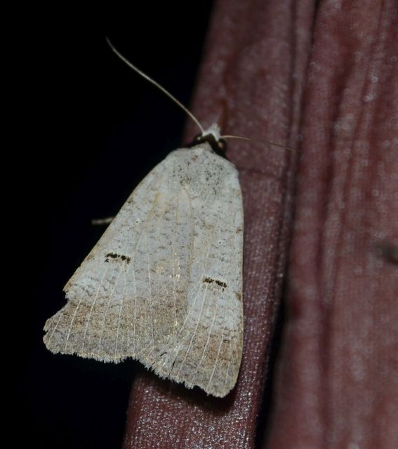 Lygephila craccae - gyakori csüdfűbagoly