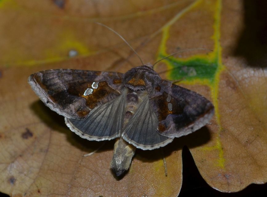 Chrysodeixis chalcites - déli aranybagoly